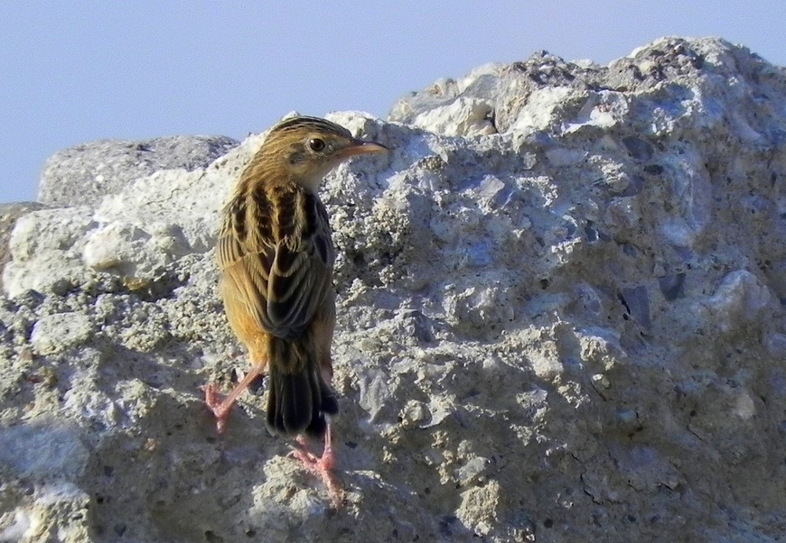 Zitting Cisticola