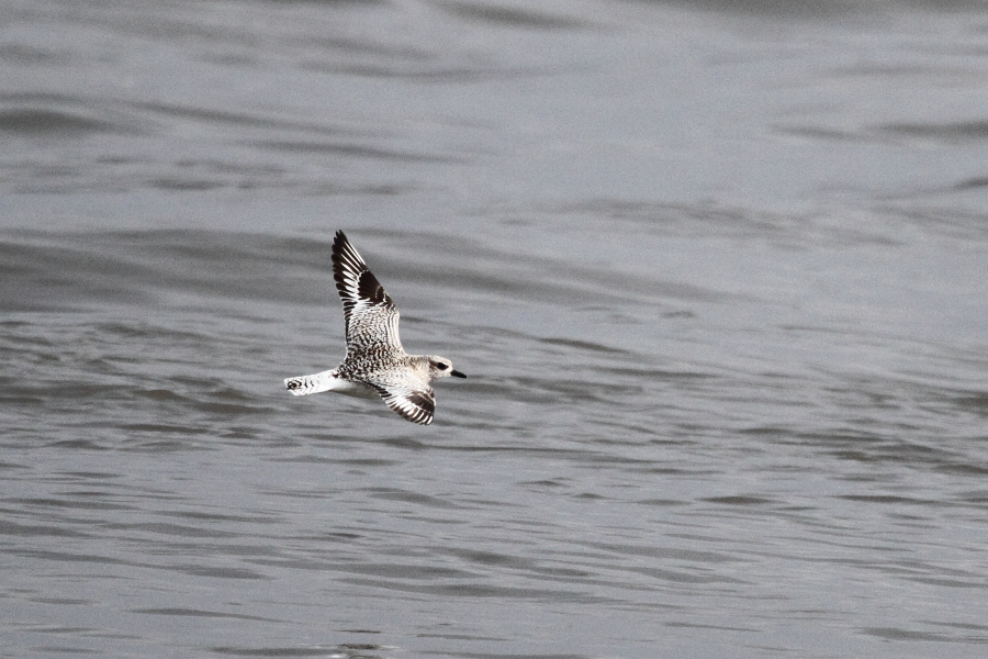 Grey Plover