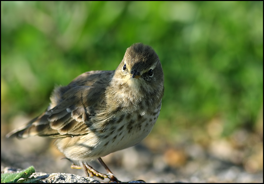 Water Pipit