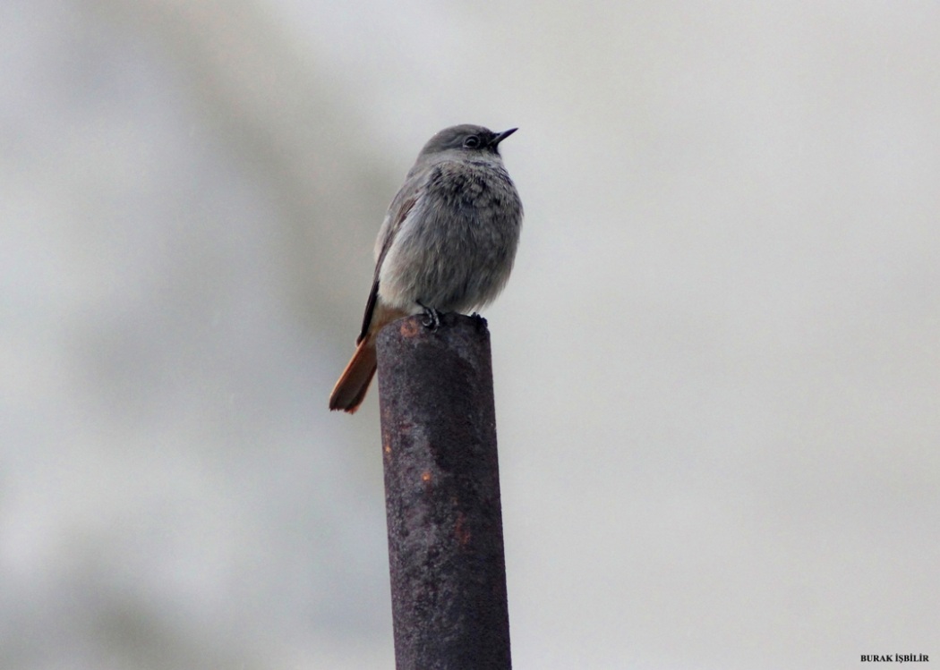 Black Redstart