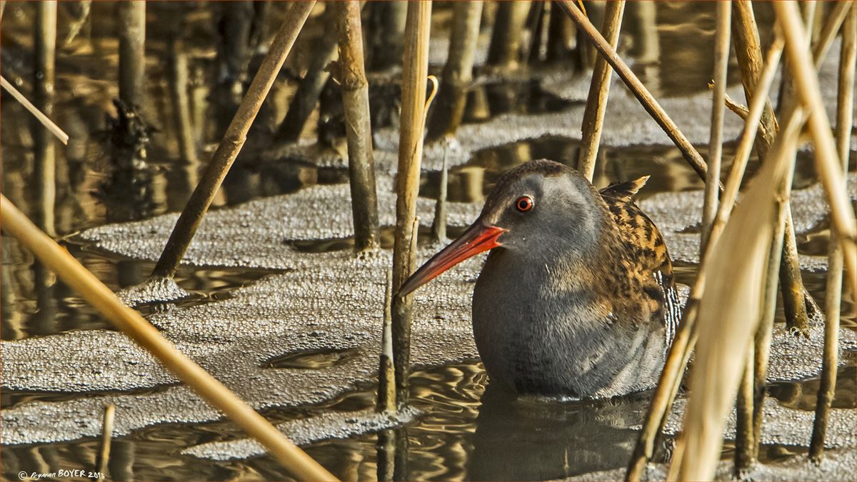 Water Rail