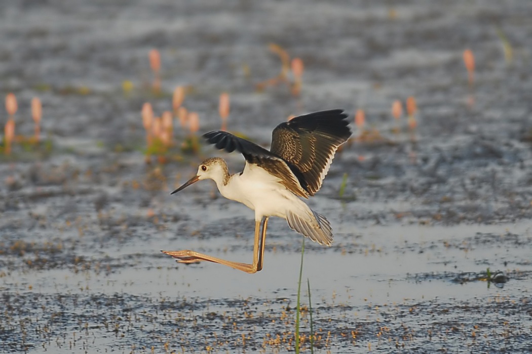 Black-winged Stilt