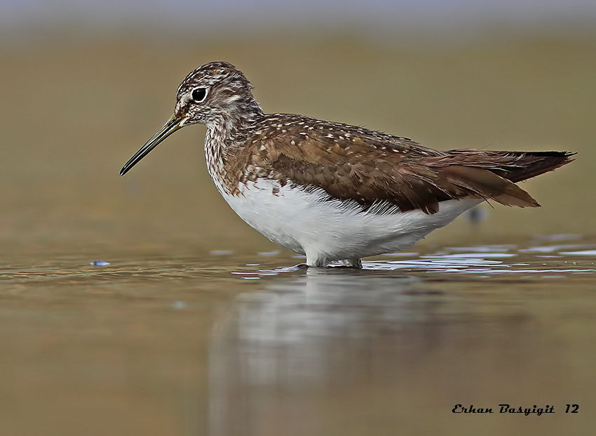 Green Sandpiper