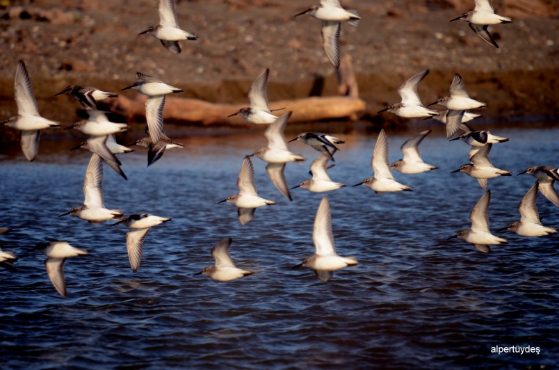 Dunlin