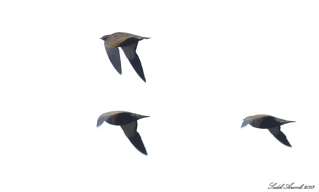 Black-bellied Sandgrouse