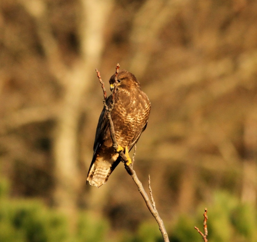 Common Buzzard