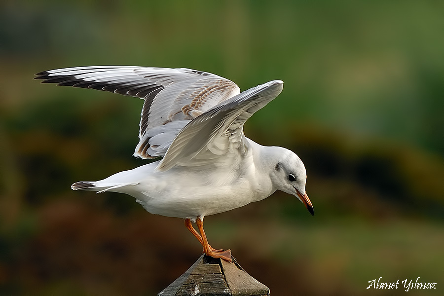 Black-headed Gull