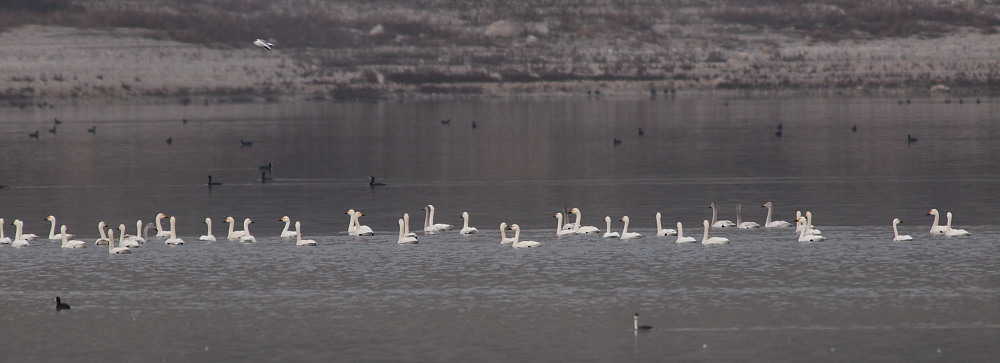 Tundra Swan