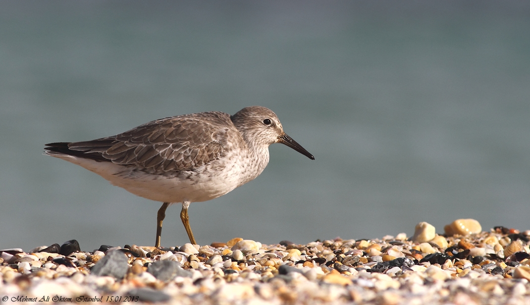 Red Knot
