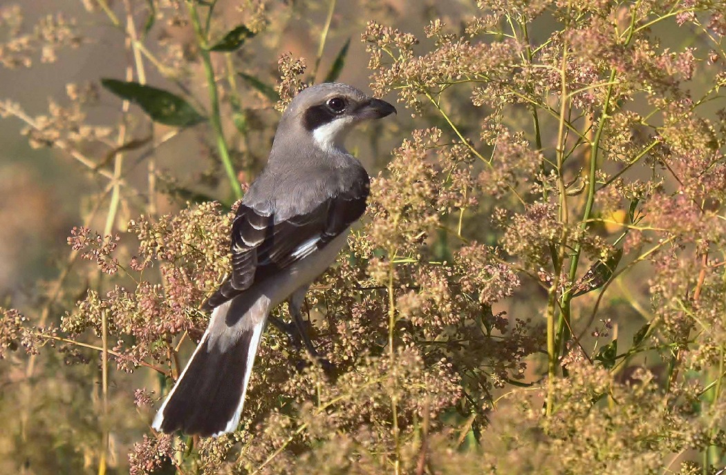 Lesser Grey Shrike