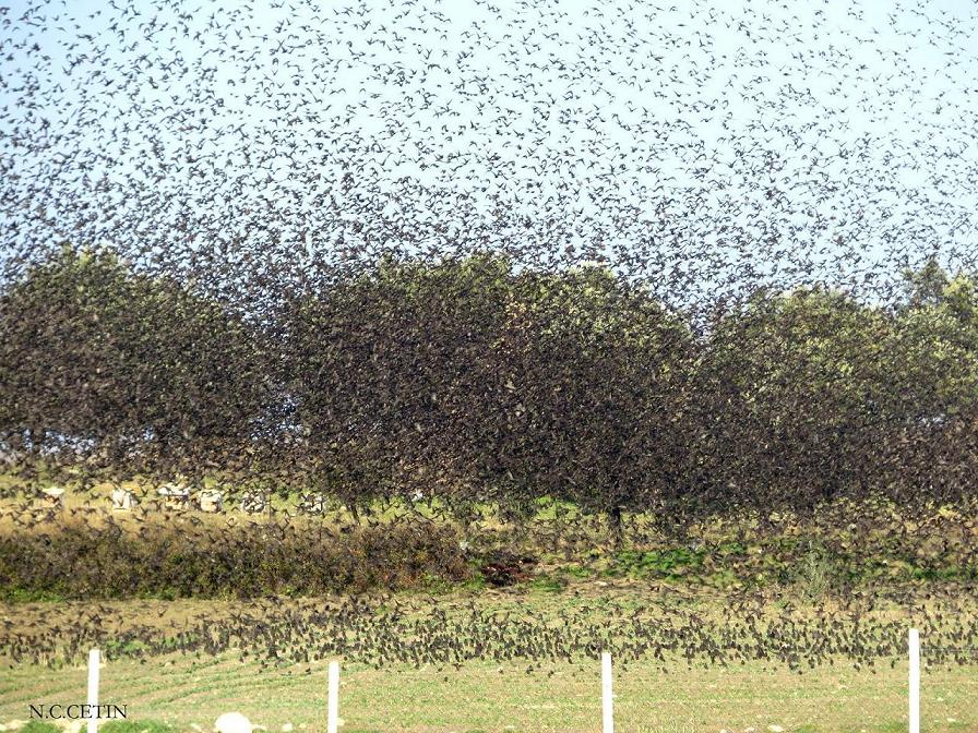 Common Starling