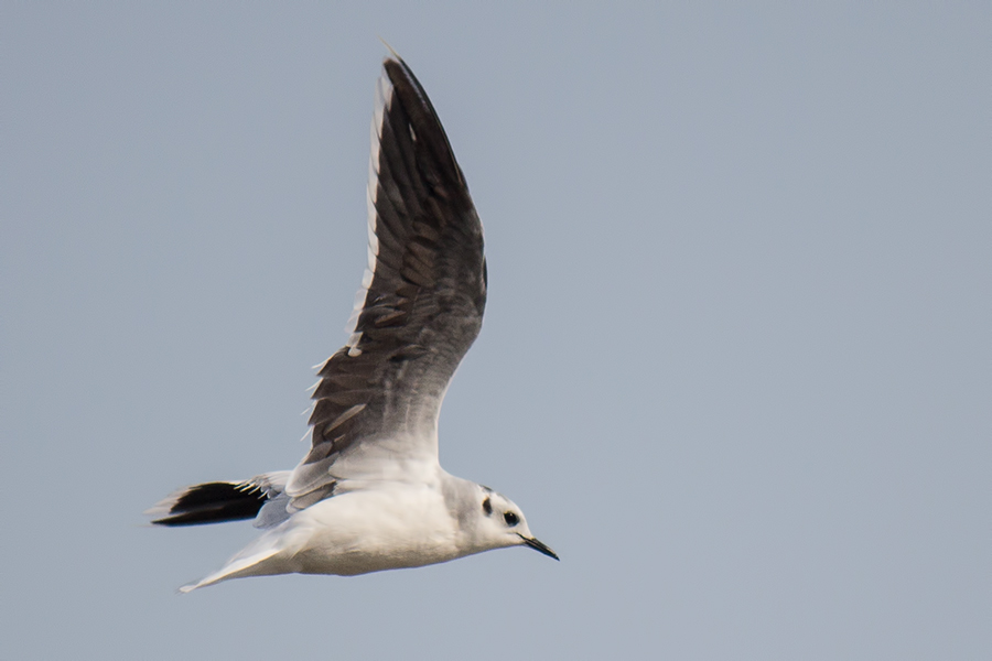 Little Gull