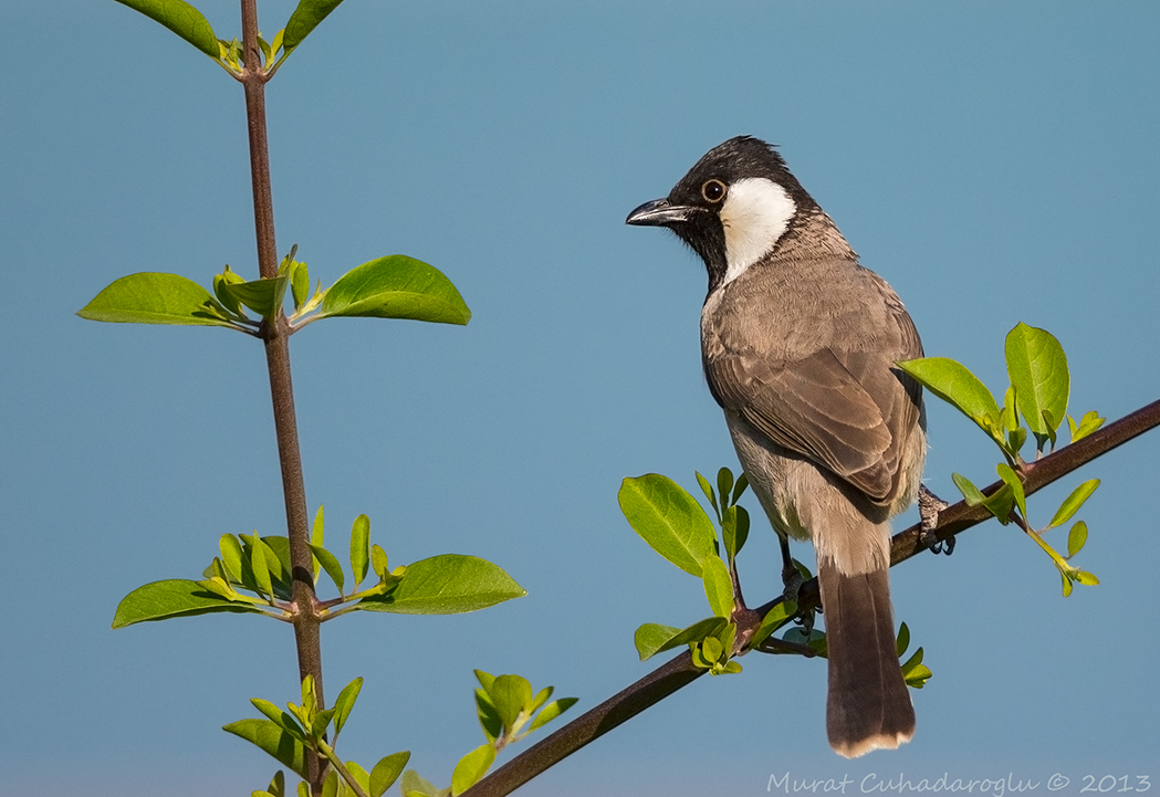White-eared Bulbul