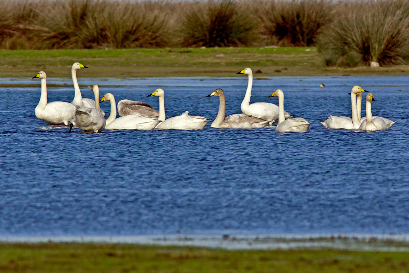 Whooper Swan