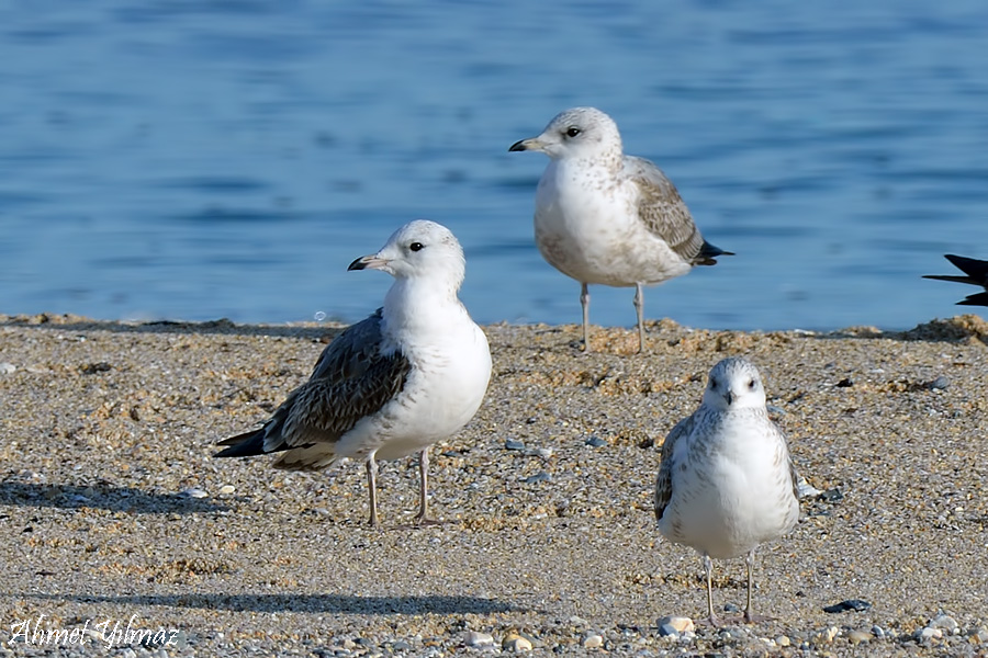 Common Gull
