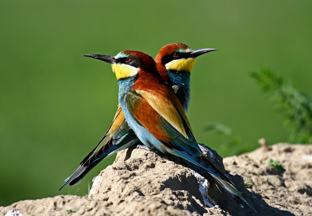 European Bee-eater
