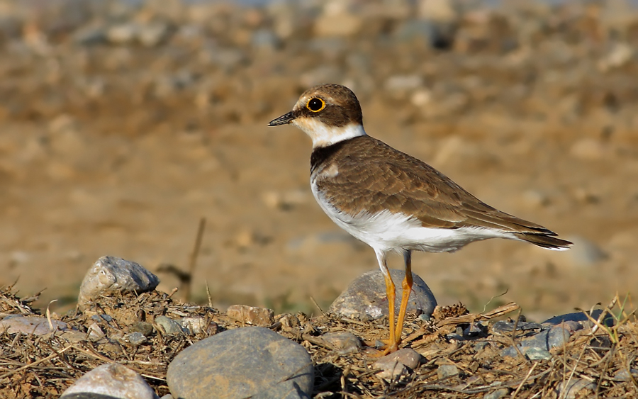 Little Ringed Plover