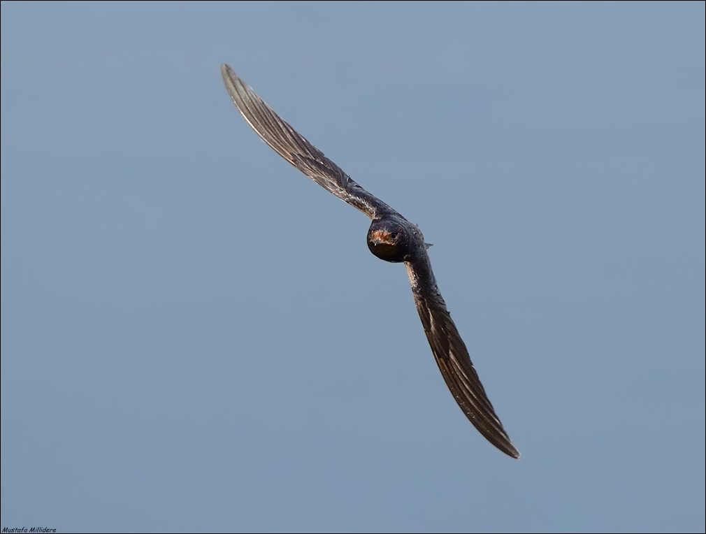 Barn Swallow