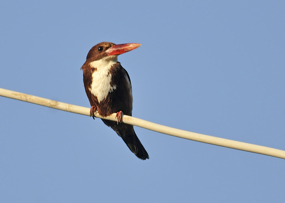 White-throated Kingfisher