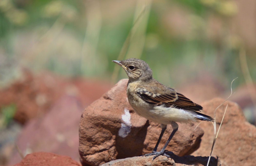 Northern Wheatear