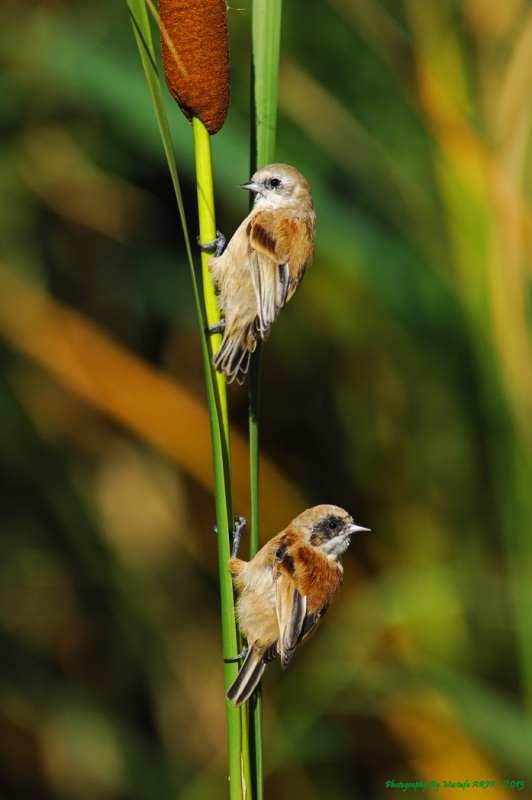 Eurasian Penduline Tit
