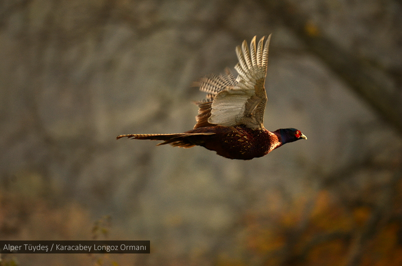 Common Pheasant