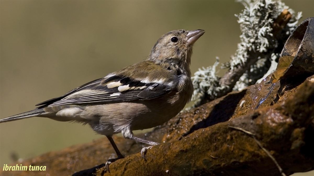Common Chaffinch