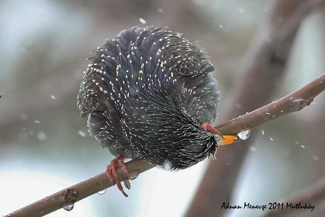 Common Starling