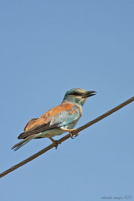 European Roller