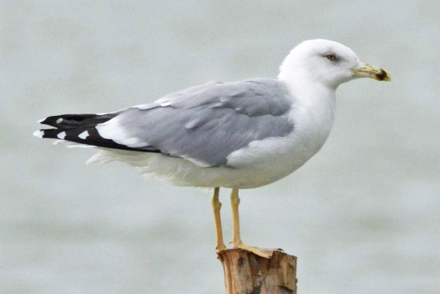 Gümüş Martı