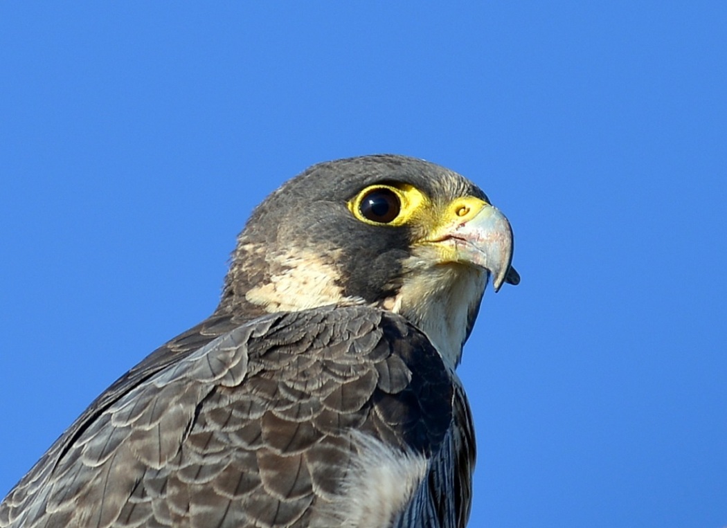 Gök Doğan