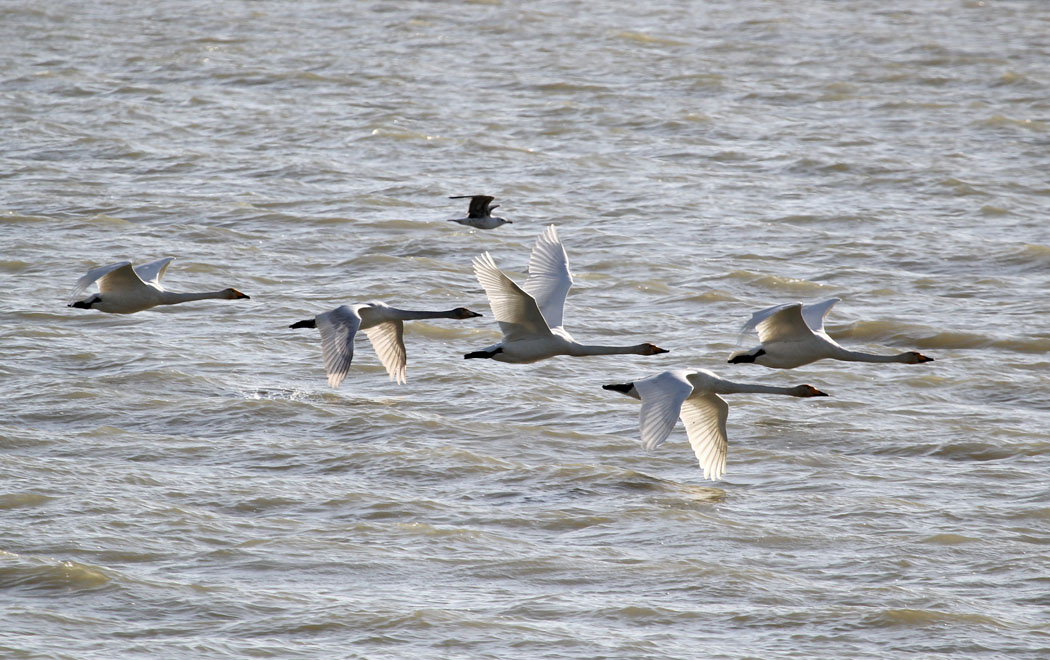 Whooper Swan