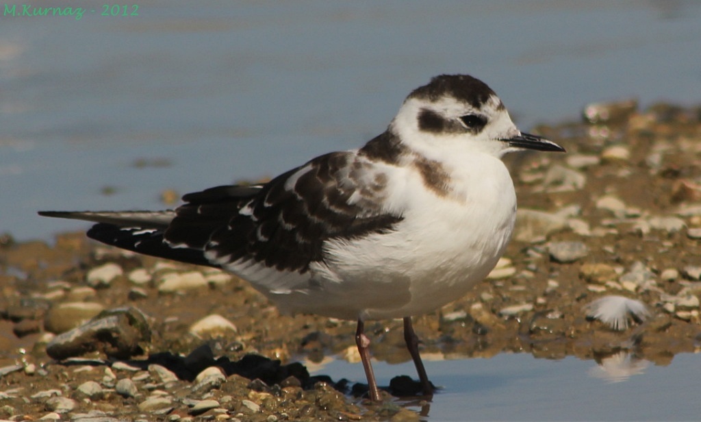 Little Gull