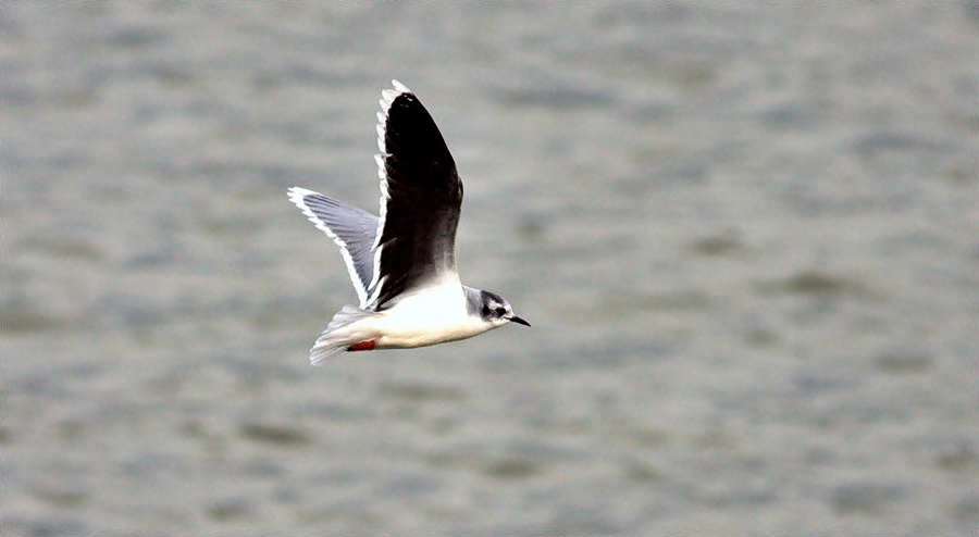 Little Gull