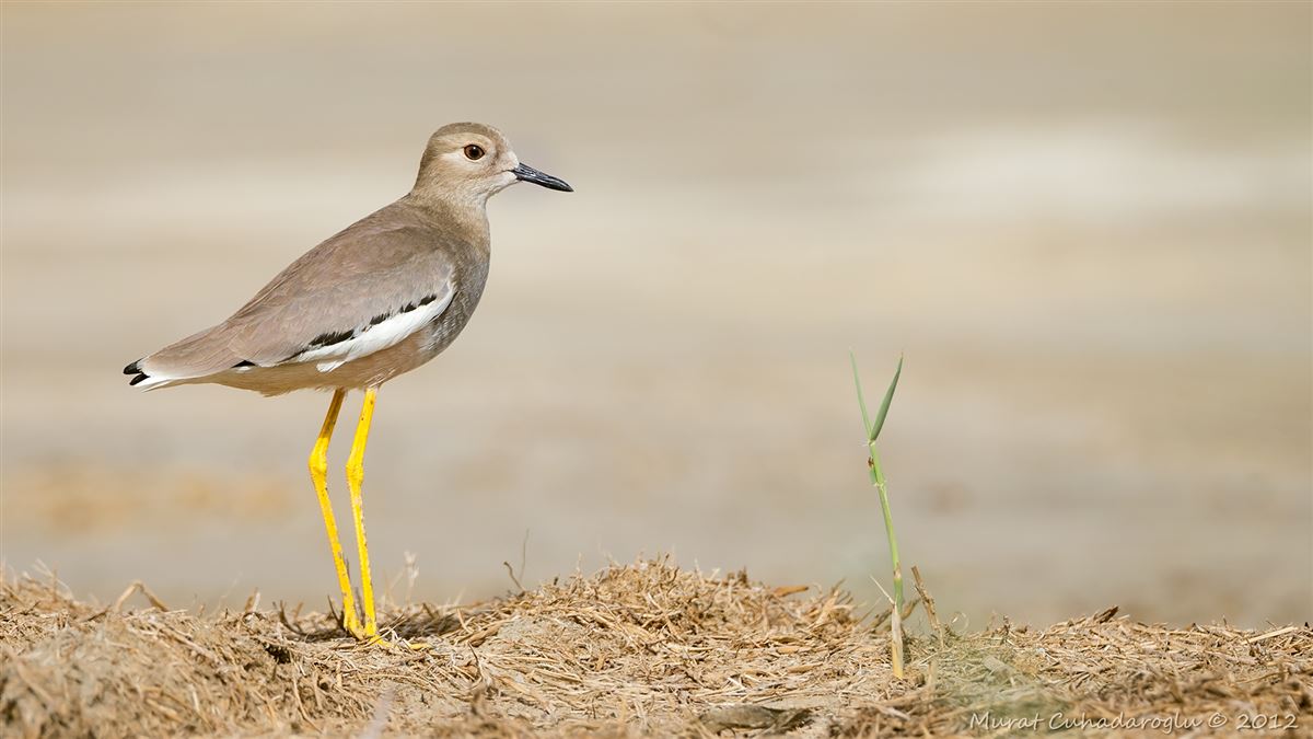White-tailed Lapwing