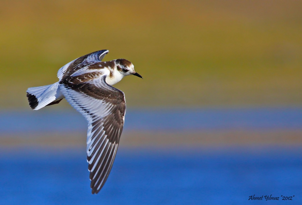 Little Gull