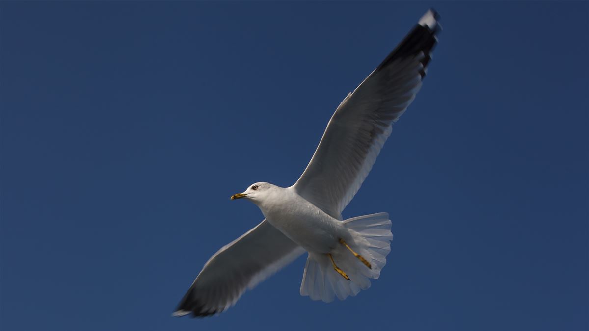 Common Gull