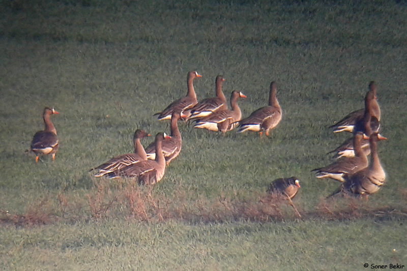 Taiga/Tundra Bean Goose