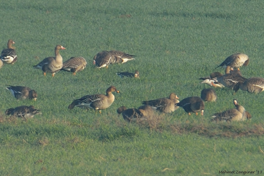 Taiga/Tundra Bean Goose