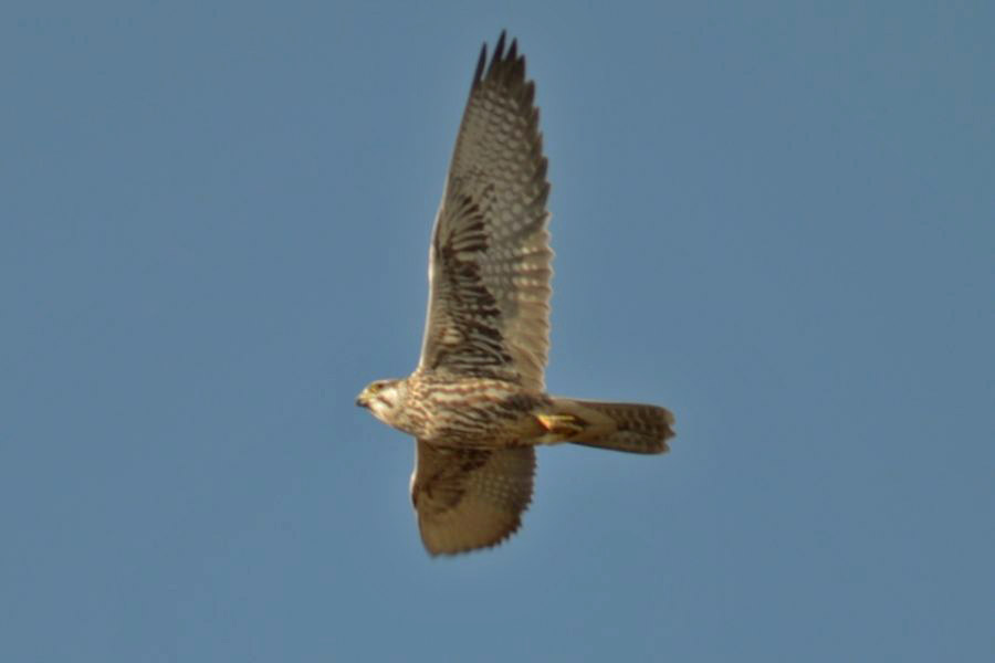 Saker Falcon