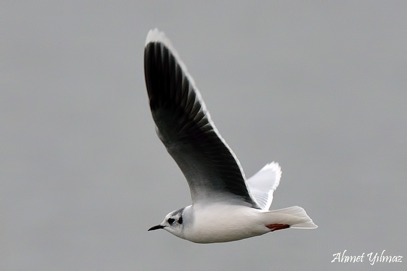 Little Gull