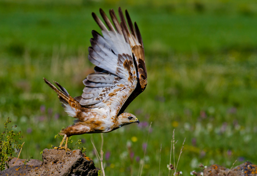 Kızıl Şahin