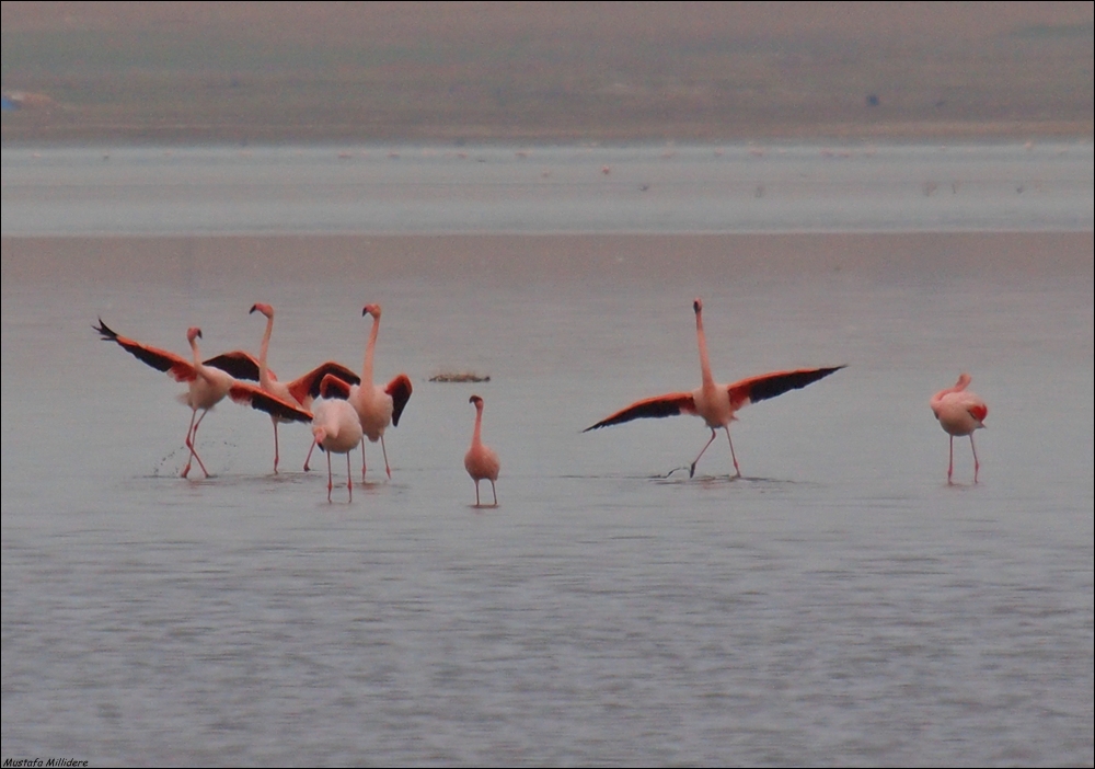 Küçük Flamingo