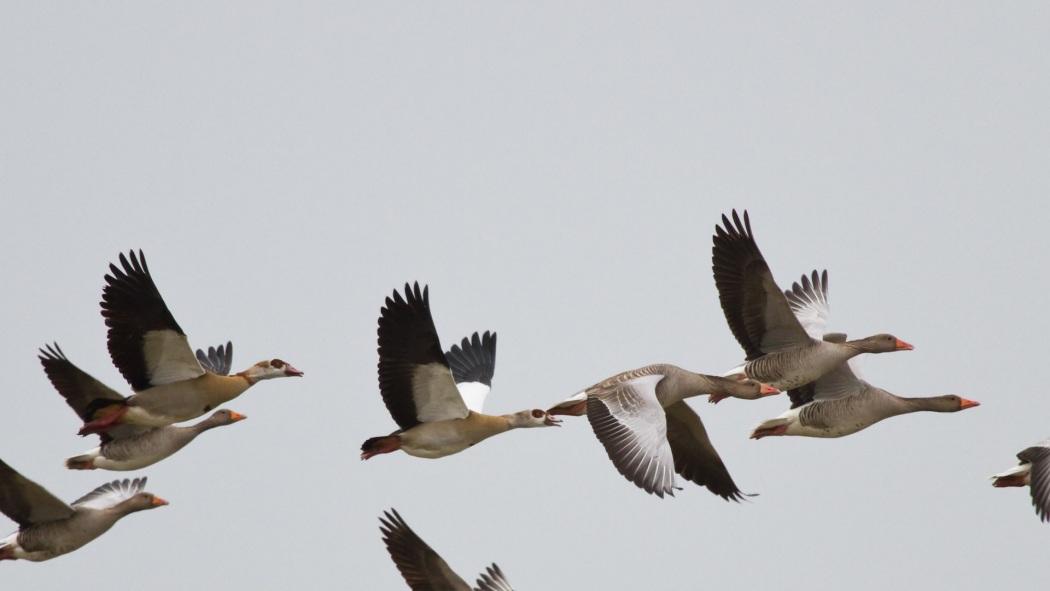 Egyptian Goose
