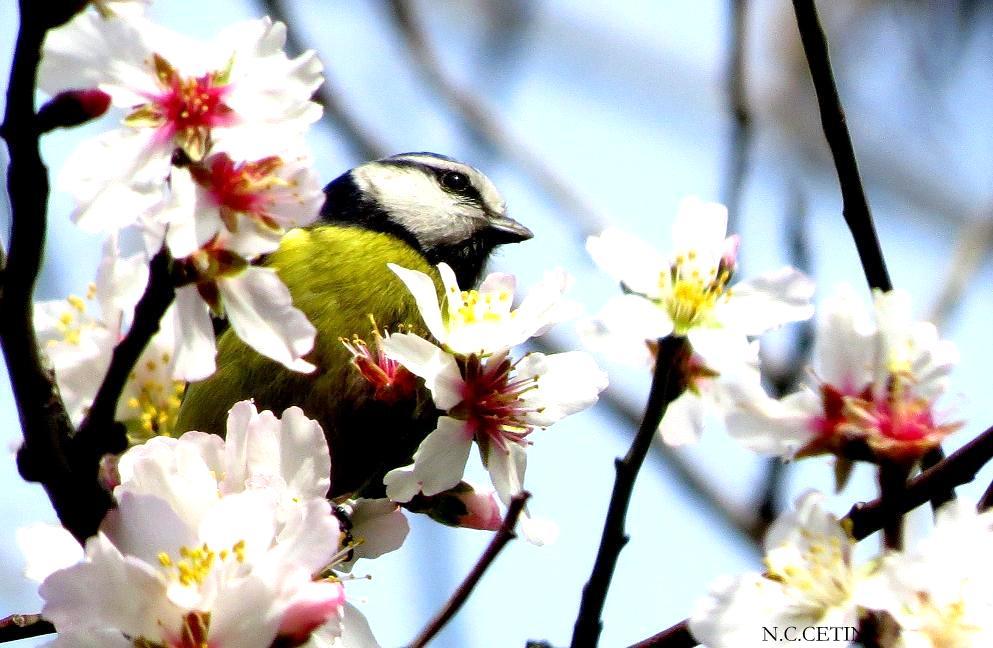 Eurasian Blue Tit