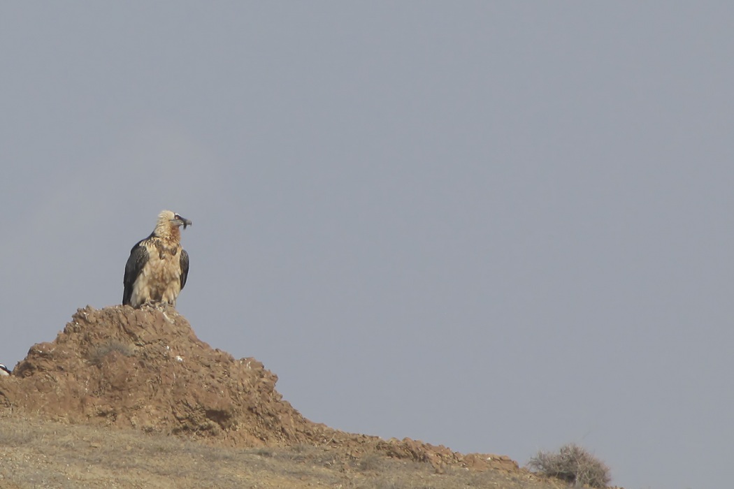 Sakallı Akbaba