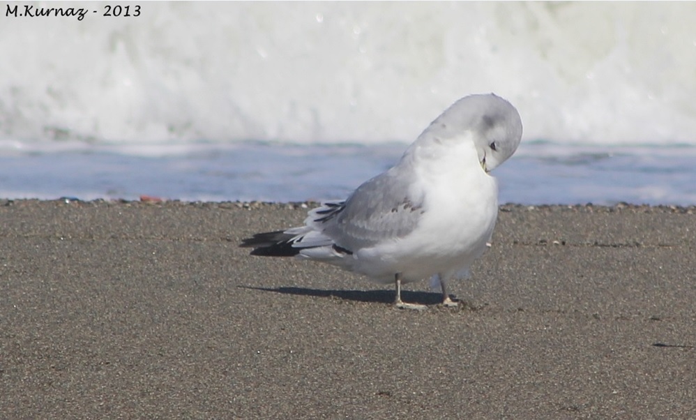 Black-legged Kittiwake