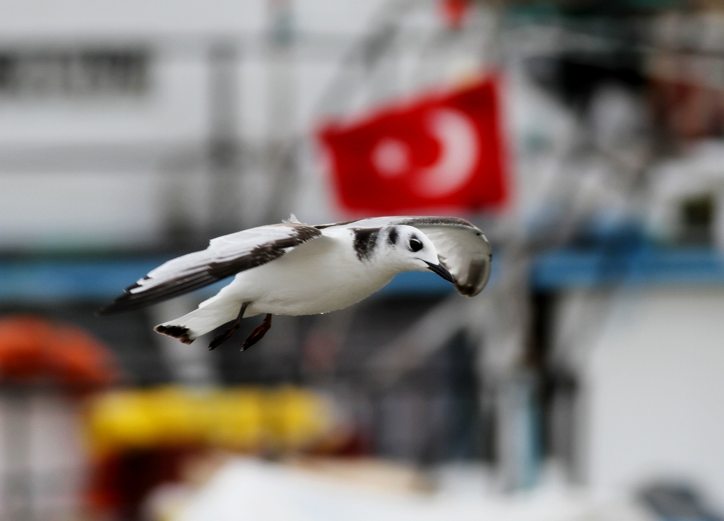 Black-legged Kittiwake