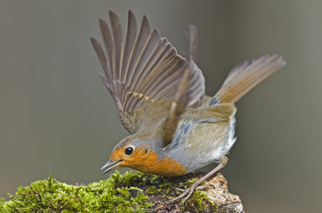 European Robin