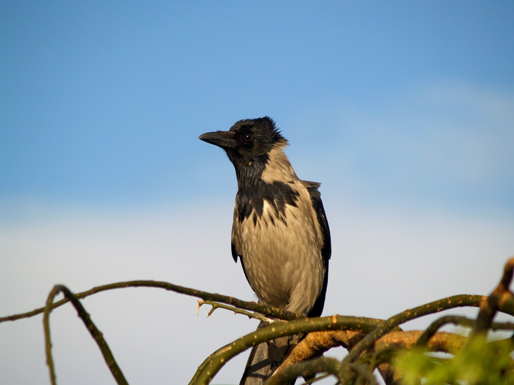 Hooded Crow